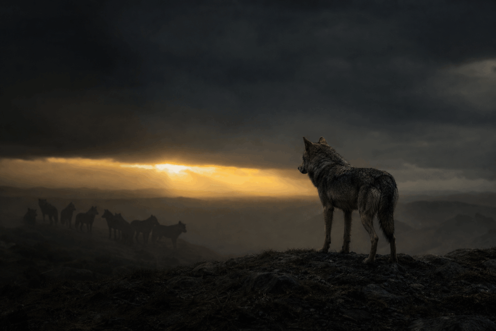 lobo solitário em meio a uma alcateia ao amanhecer, com o olhar fixo no horizonte - metáfora visual de como o lobo mais fraco da alcateia carrega dentro de si a força que ainda vai florescer